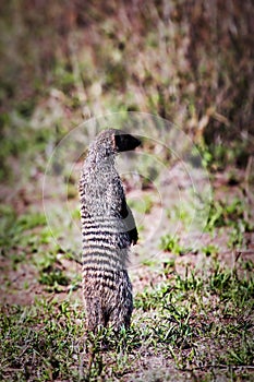 Mongoose standing. Safari in Serengeti, Tanzania, Africa