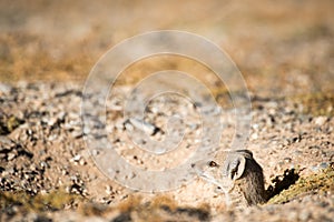 Mongoose sticking head out of hole