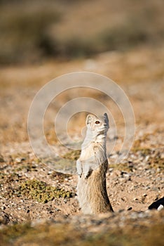 Mongoose on Watchout