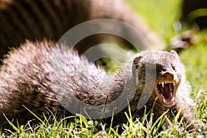 Mongoose Wilderness Grassland Savannah Maasai Mara National Game Reserve Park Great Rift Valley Narok County Kenya East African