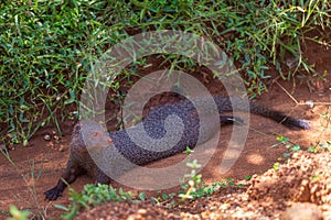 Mongoose in the Yala National Park, Sri Lanka photo