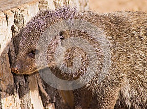 Mongoose at zoo