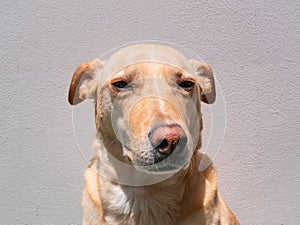 A Mongrel Blonde Dog Staring at the Camera with Eyes Squinting