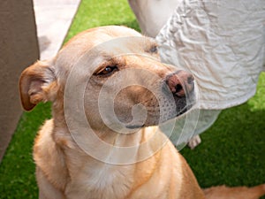 A Mongrel Blonde Dog Staring in the Garden