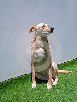 A Mongrel Blonde Dog Staring in the Garden