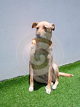A Mongrel Blonde Dog Staring in the Garden