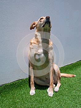 A Mongrel Blonde Dog Staring in the Garden