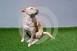 A Mongrel Blonde Dog Staring in the Garden