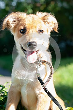 Mongrel brown puppy with sticking out tongue in black collar and leash looking away