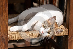 Mongrel cat is lying on a chair outdoors