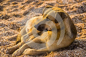 Mongrel dog on the beach