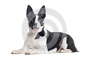 Mongrel dog black and white panting, crossed with a border collie, isolated on white