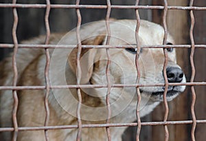 Mongrel dog in a cage close up