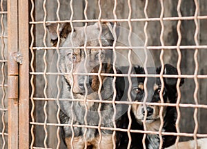 mongrel dog in a cage close up