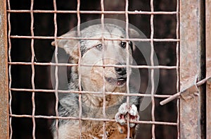 mongrel dog in a cage close up