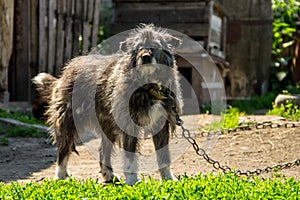 Mongrel dog on a chain in the village guarding the homestead