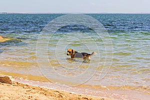 A mongrel dog cools in seawater on a hot summer day
