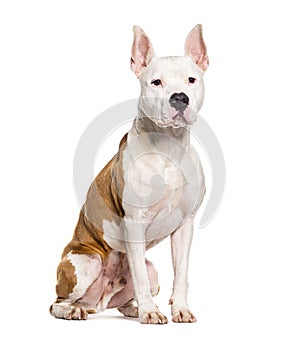 Mongrel dog, crossed with a american staff, isolated on white