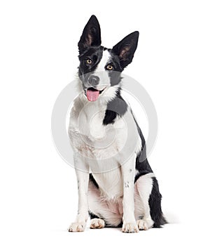 Mongrel dog, crossed with a border collie, isolated on white