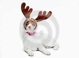 mongrel dog with deer antlers on a white background