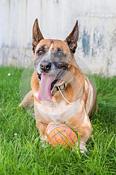 El perro acostada sobre el césped 