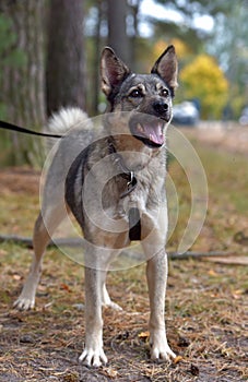 Mongrel dog gray and black outdoors