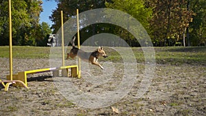 Mongrel dog jumping at obstacle
