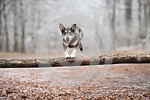 Mongrel dog jumping at the training