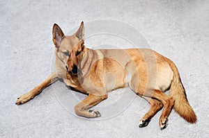 Mongrel dog lying on the floor