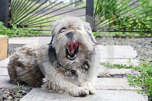 Mongrel dog lying and yawning in the courtyard.