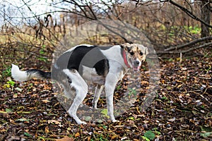 Mongrel dog pooping on grass in autumnal park