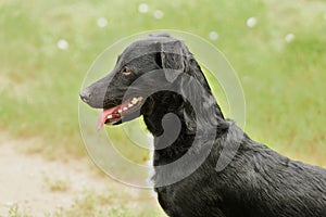 Mongrel dog portrait