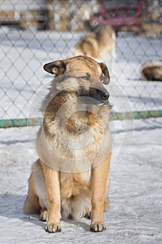 Mongrel dog of red color lies on its stomach on the grass, stretching its front paws forward. Spring