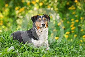 Mongrel dog of red color lies on its stomach on the grass, stretching its front paws forward. Spring