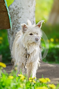 Mongrel dog of red color lies on its stomach on the grass, stretching its front paws forward. Spring