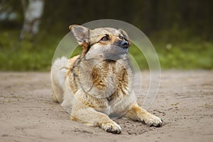 Mongrel dog of red color lies on its stomach on the grass, stretching its front paws forward. Spring