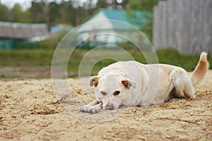 Mongrel dog of red color lies on its stomach on the grass, stretching its front paws forward. Spring