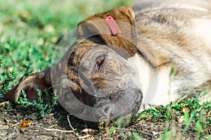 Mongrel dog resting on the grass in the sunlight