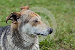 Mongrel dog rests in a meadow on a summer day. Sunny day is too hot. Concept of happy life, care