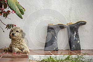 A mongrel dog rests beside a pair of dirty rubber boots