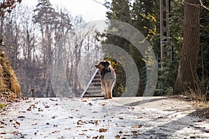 Mongrel dog on the road, end of winter in Poland