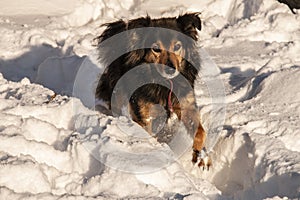 Mongrel dog running in the snow