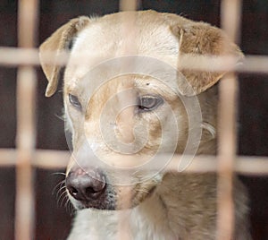 Mongrel dog with sad eyes in an iron cage