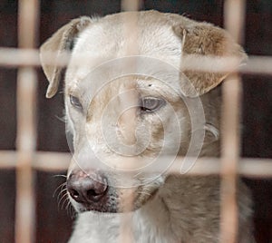 mongrel dog with sad eyes in an iron cage