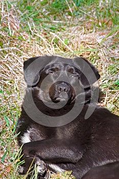 Mongrel dog sleeping on green grass.