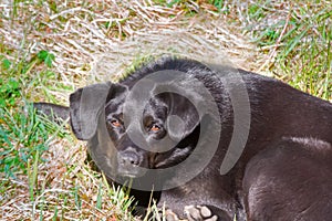 Mongrel dog sleeping on green grass.