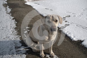 mongrel dog on the snow