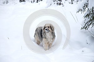A mongrel dog stands in a deep snowdrift in the forest. The concept of loneliness