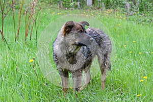 mongrel dog staying alone in the grass