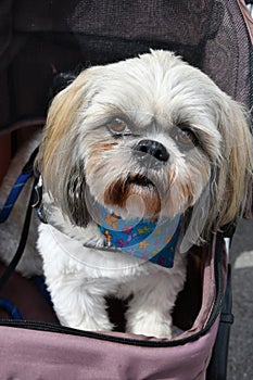 Mongrel dog transportated in a dog buggy